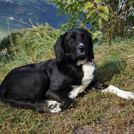 Appartamento Moarhof Gufidaun Chiusa Esterno foto