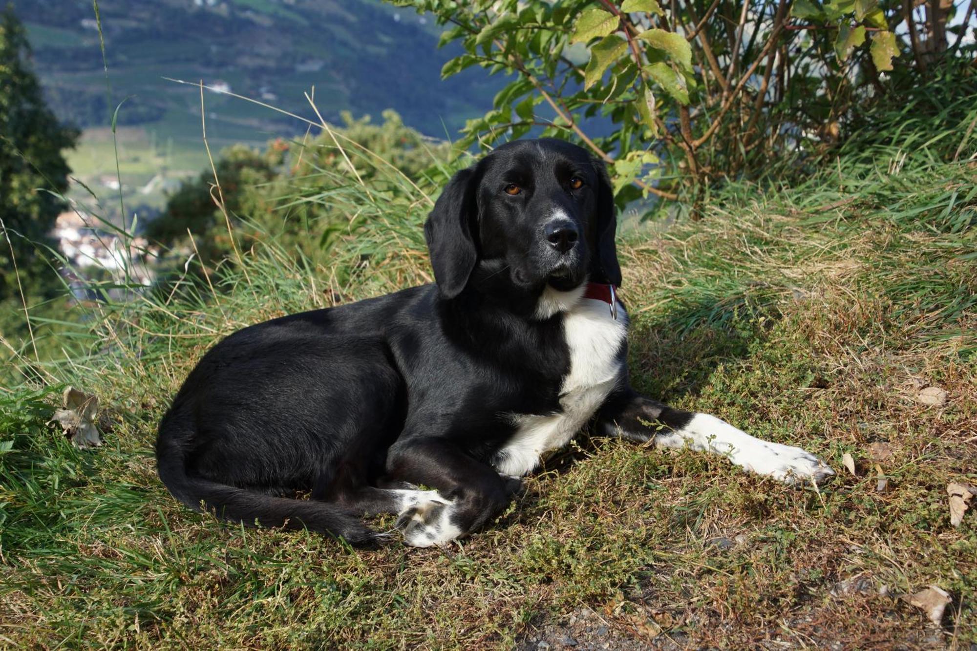 Appartamento Moarhof Gufidaun Chiusa Esterno foto